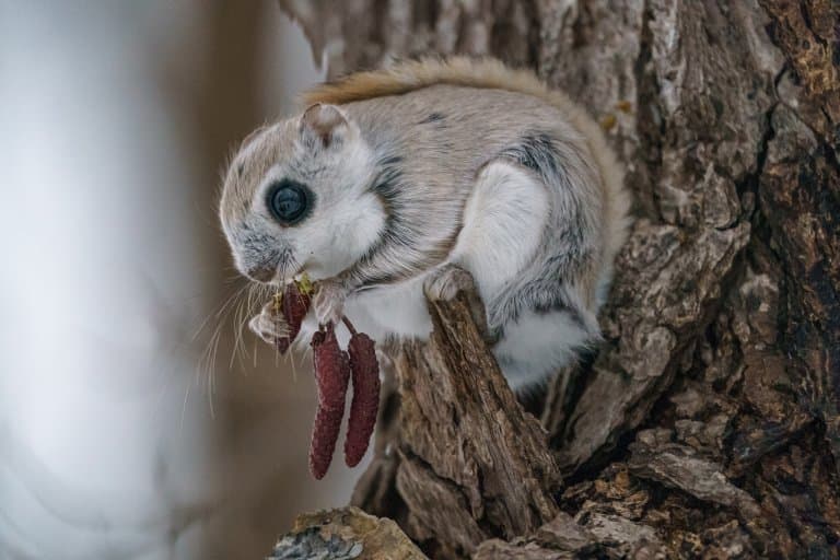 Siberian Flying Squirrel eating berries