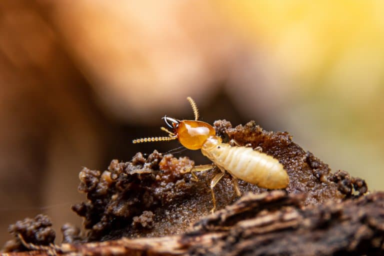 Termite Facts