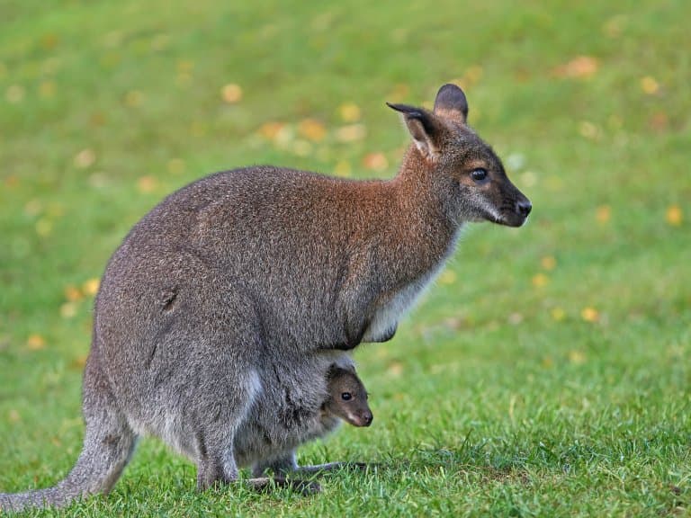 Wallaby and joey