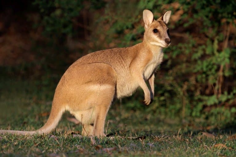 Wallaby Facts