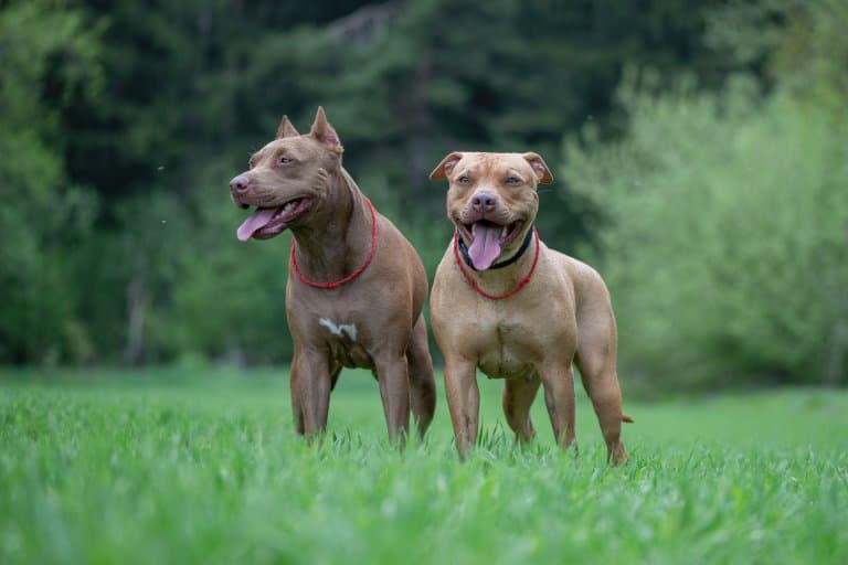 The Most Dangerous Dog Breeds in the World