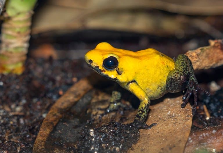 Black-legged Poison Dart Frog