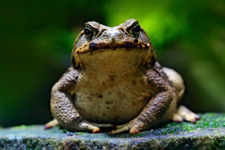 Cane Toad Facts