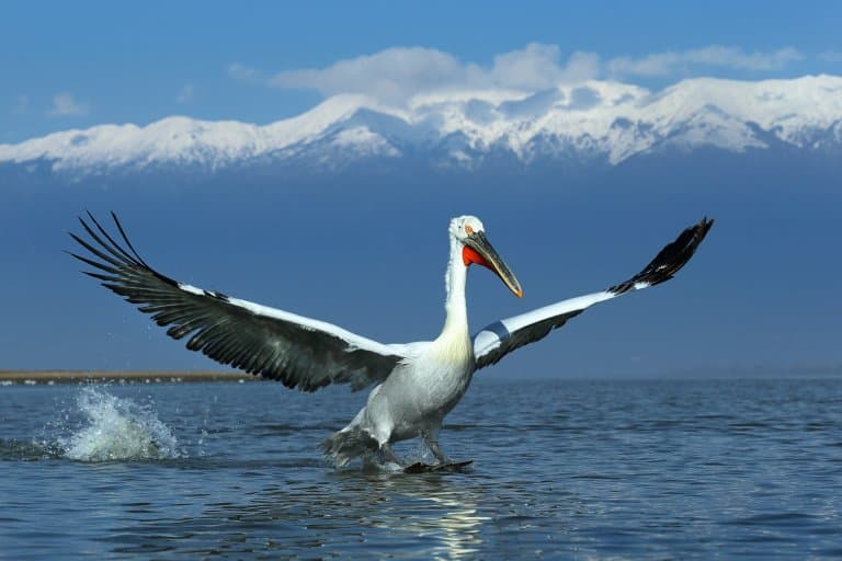 dalmatian pelican wingspan, huge!