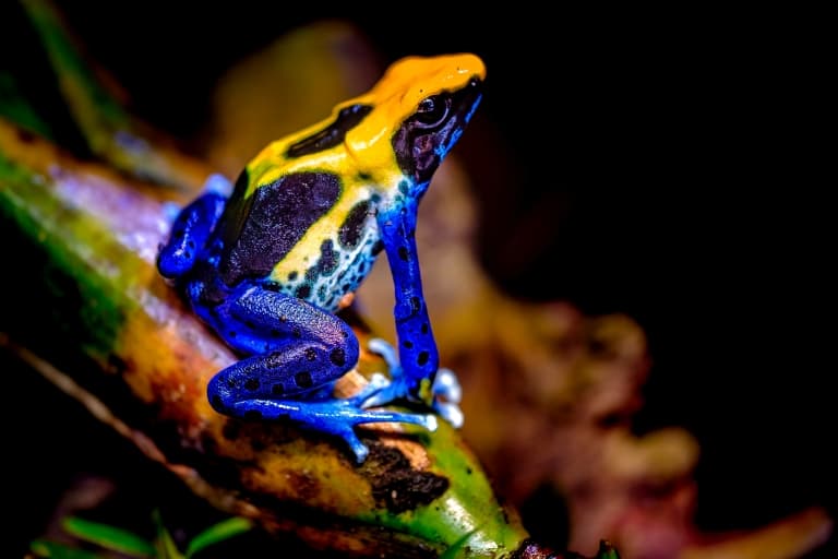 Dyeing Poison Frog