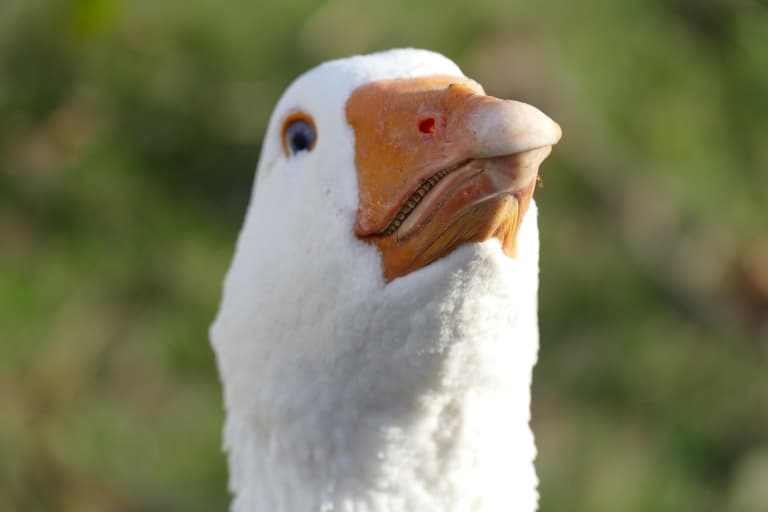 Goose with teeth