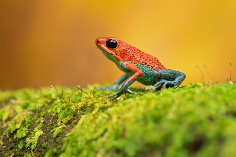 Granular Poison Frog