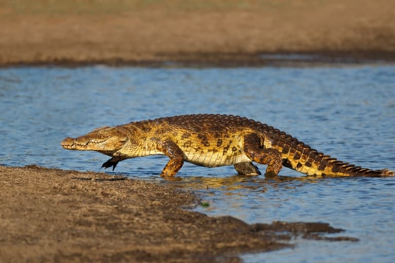 Croc Jaws More Sensitive Than Human Fingertips