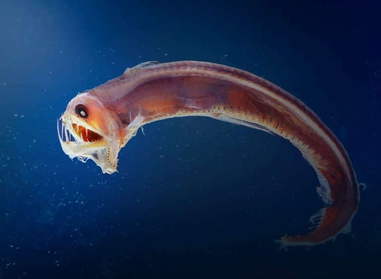 Sloane’s Viperfish