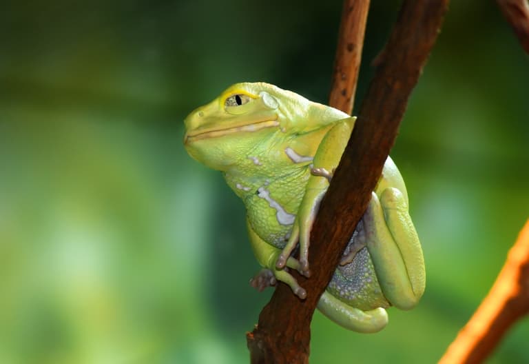 Waxy Monkey Frog