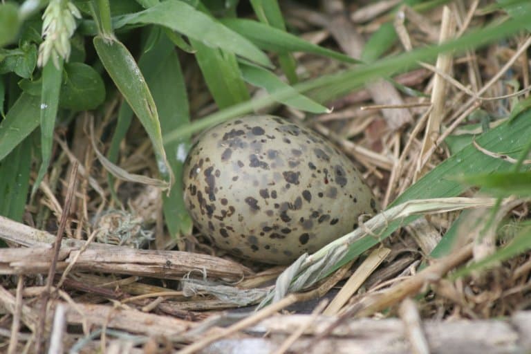 Arctic Tern Egg