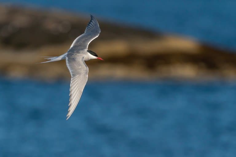 Arctic Tern Facts