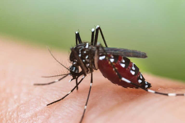 Asian Tiger Mosquito Facts