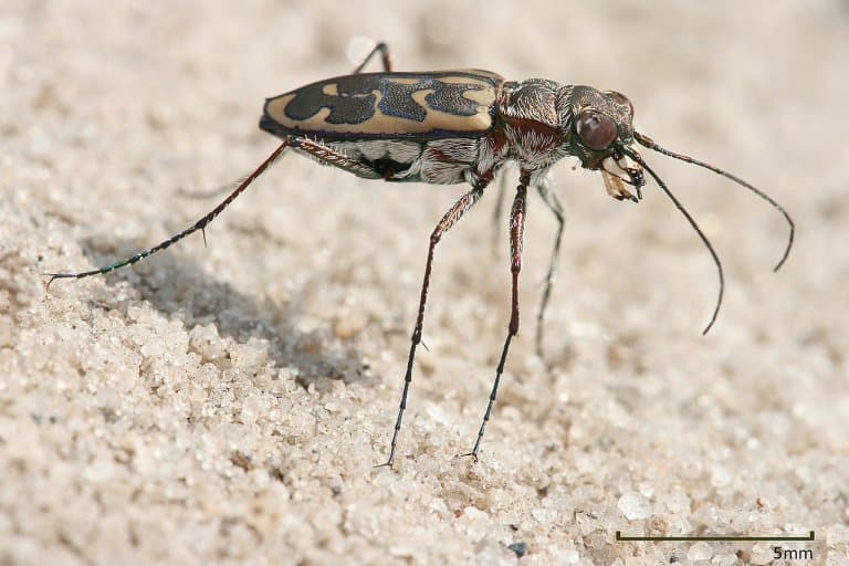 Australian Tiger Beetle Facts