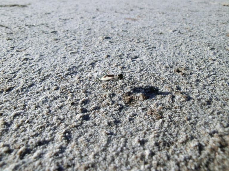 Australian Tiger Beetle 