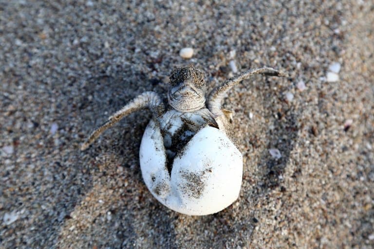 Baby green sea turtle hatching