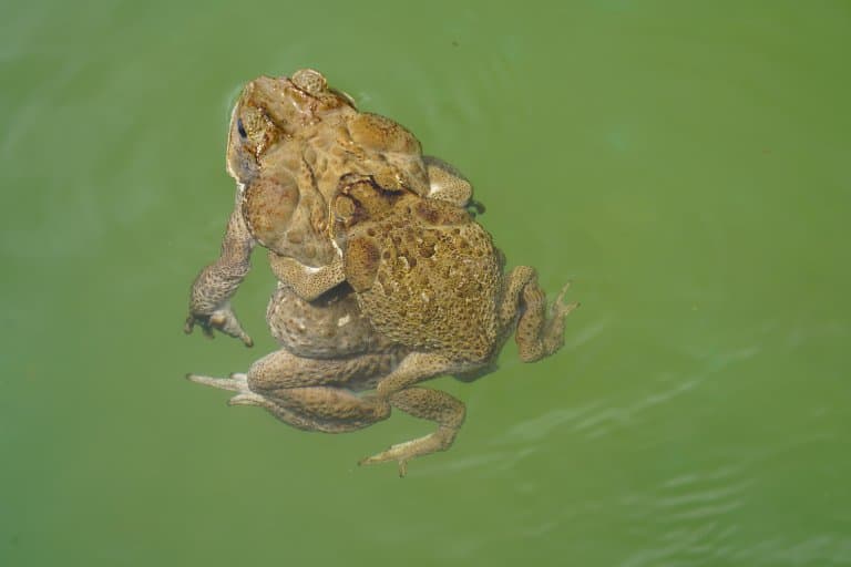 Cane Toad breeding / mating