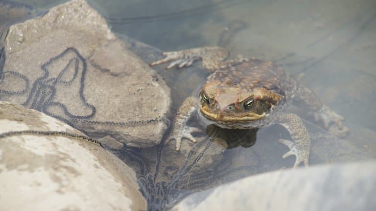 Cane toad in water