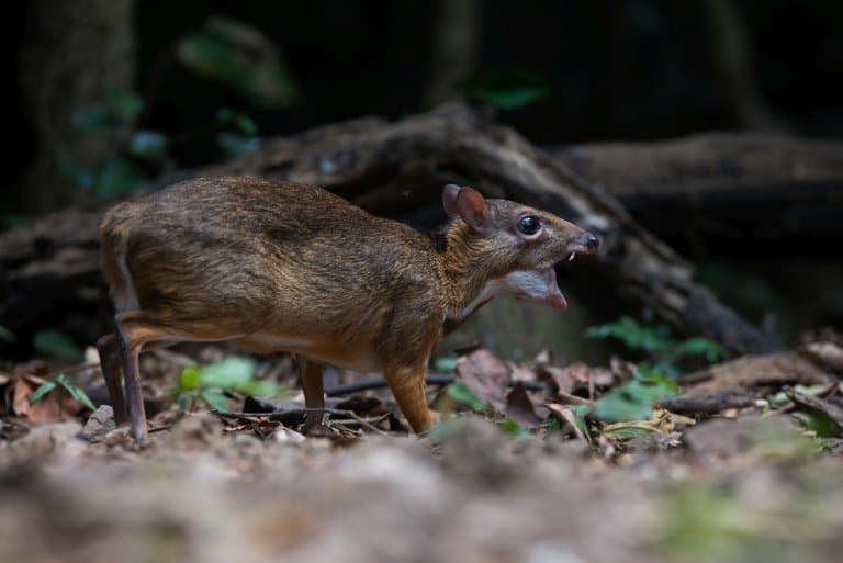 Chevrotain fangs