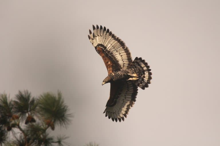 Crowned Eagle flying