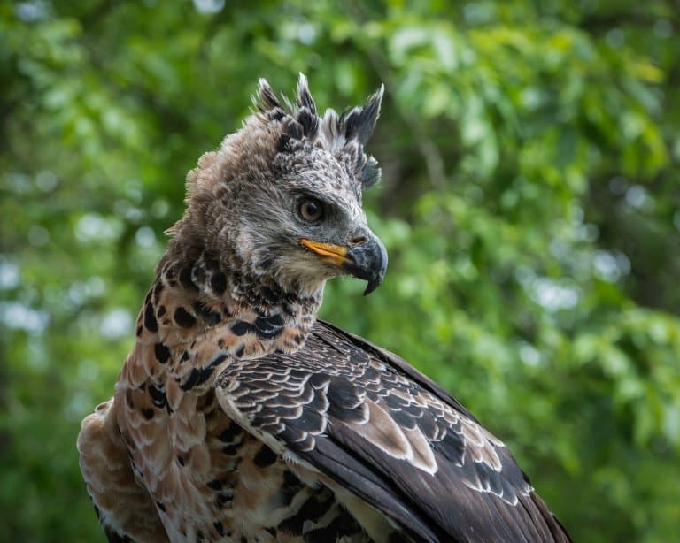 Crowned Eagle Facts