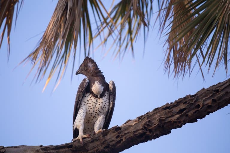 Crowned Eagle in a tree