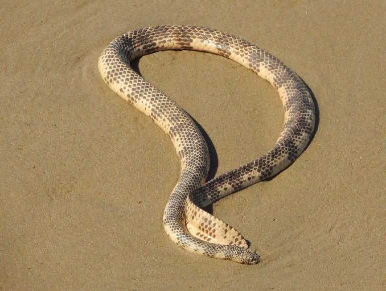 Dubois’ Sea Snake Facts