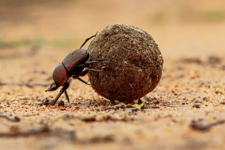 Dung Beetle Facts