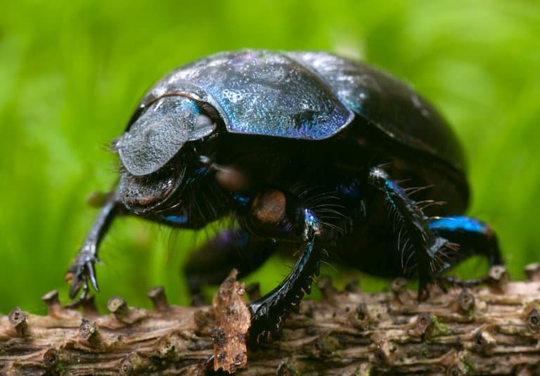 Big Dung Beetle