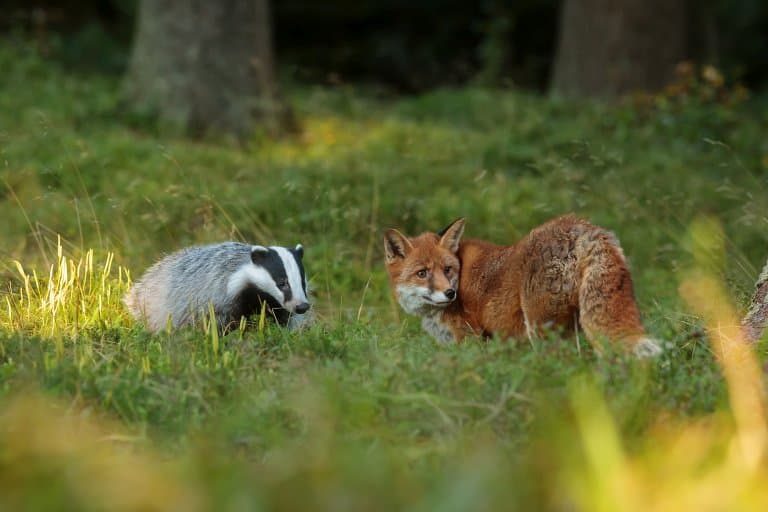 European Badger and fox