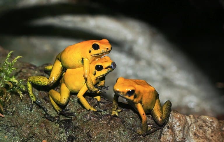 Golden Poison Frog breeding