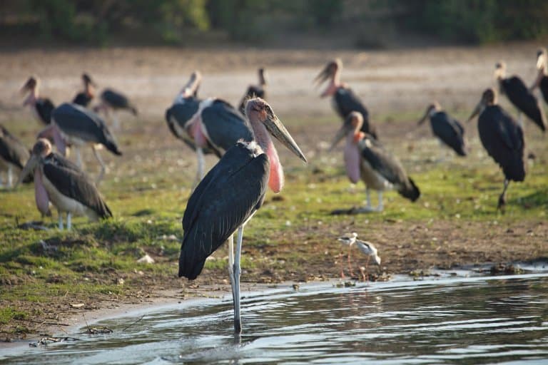 Greater Adjutant Facts