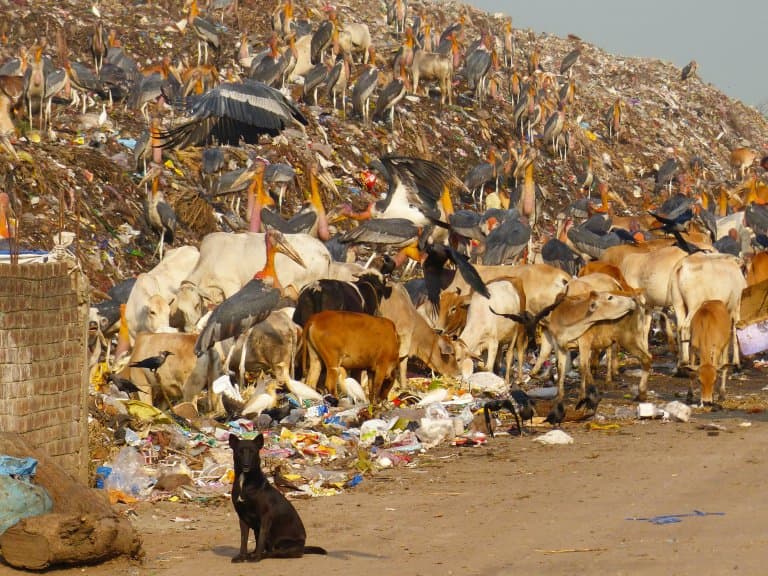 Greater Adjutant at a rubbish dump