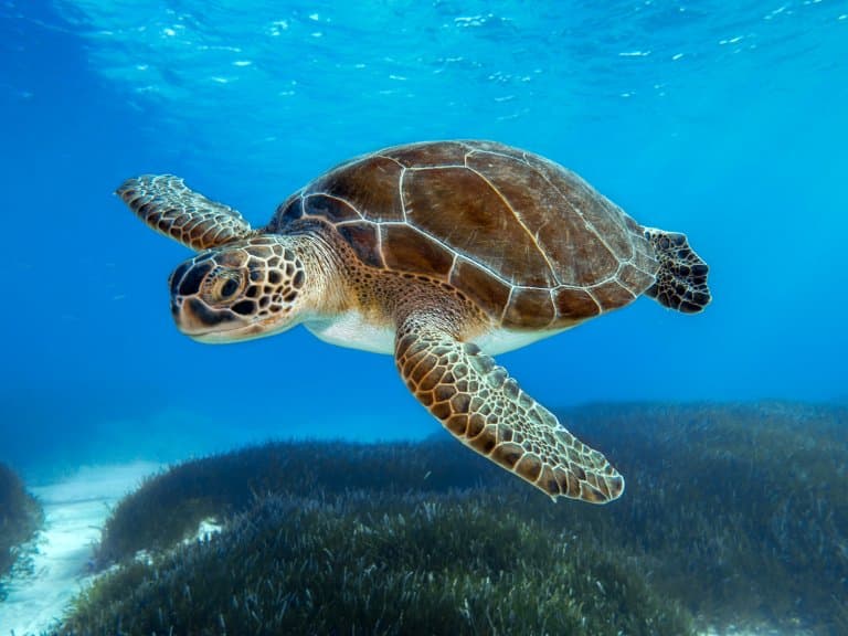 Green Sea Turtle Facts