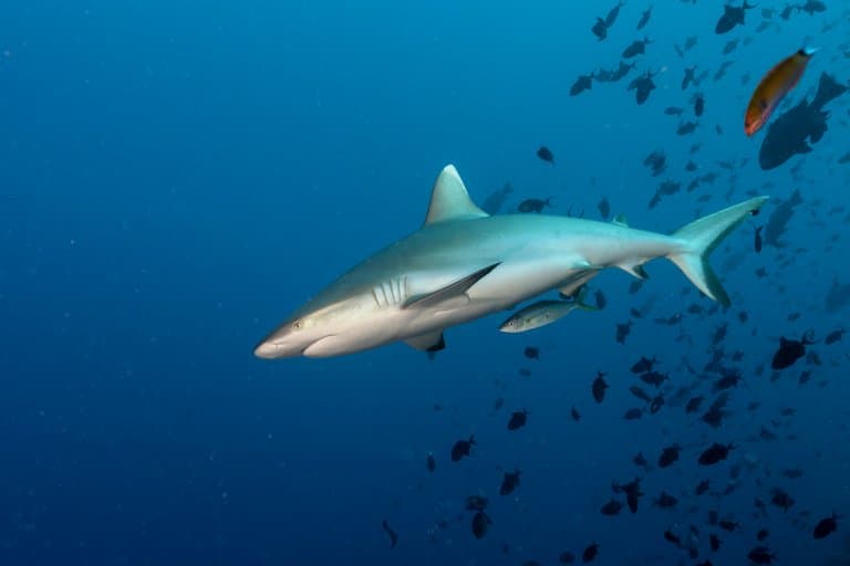 Grey Reef Shark Facts