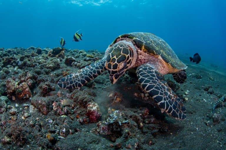 Hawksbill Sea Turtle eating