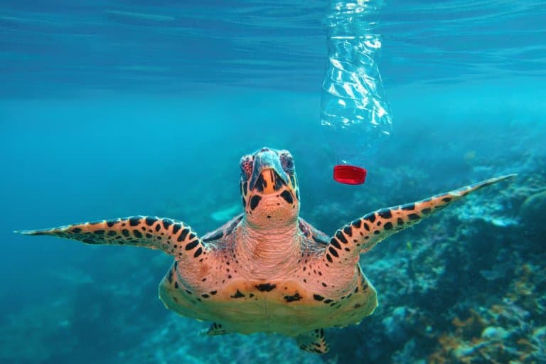 Hawksbill Sea Turtle and plastic bottle