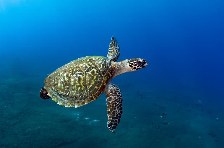 Hawksbill Sea Turtle Facts