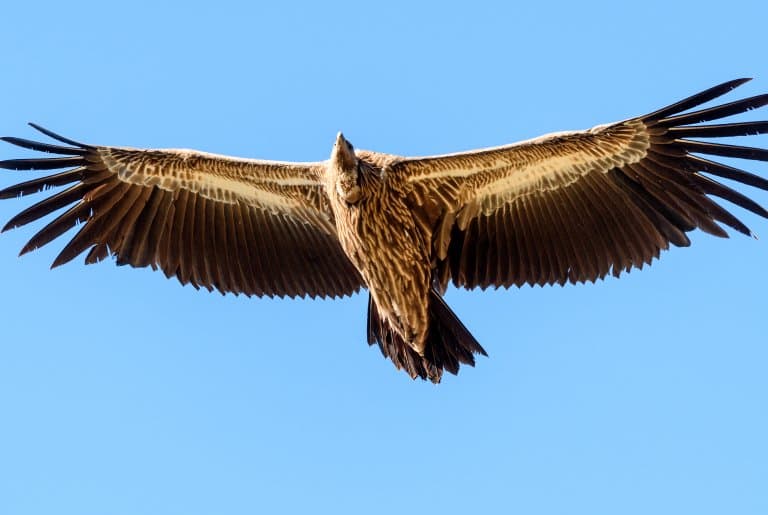 Himalayan Vulture flying wingspan