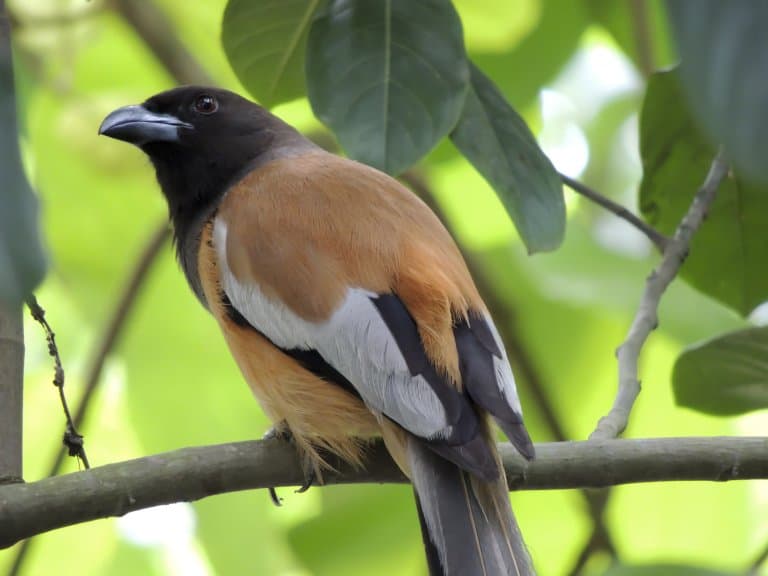 Hooded Pitohui Facts