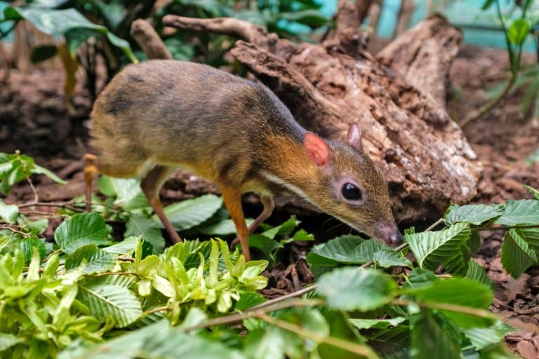 Java mouse-deer
