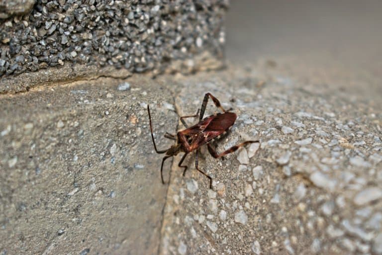 Kissing Bugs Facts
