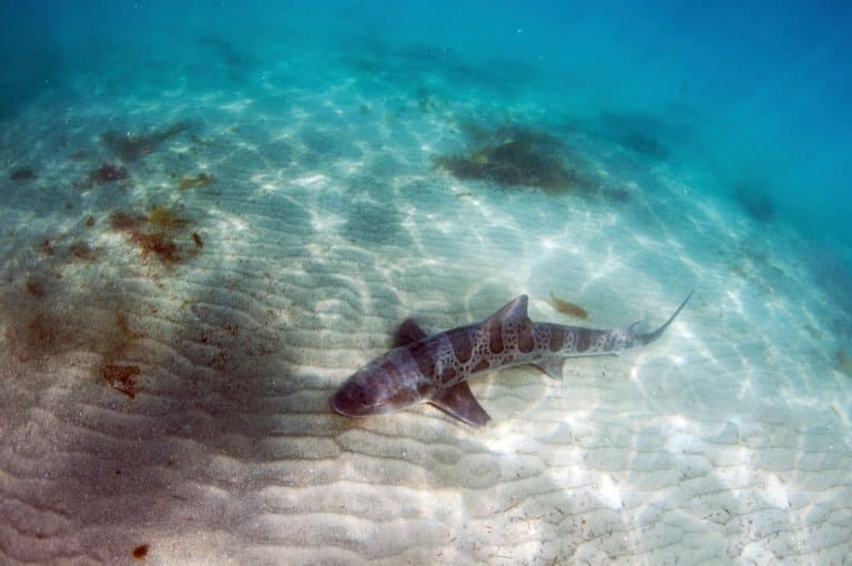Leopard Shark on seabed