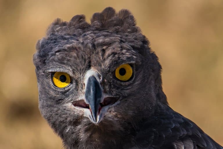 Martial eagle eyes