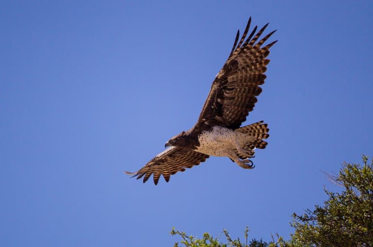 Martial eagle flying