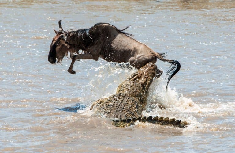 Large Nile Crocodile attacking wildebeest