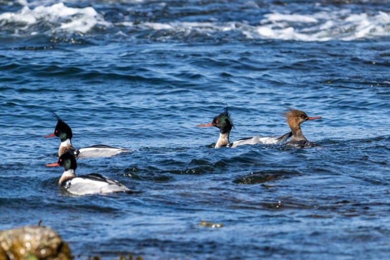 Red-breasted mergansers
