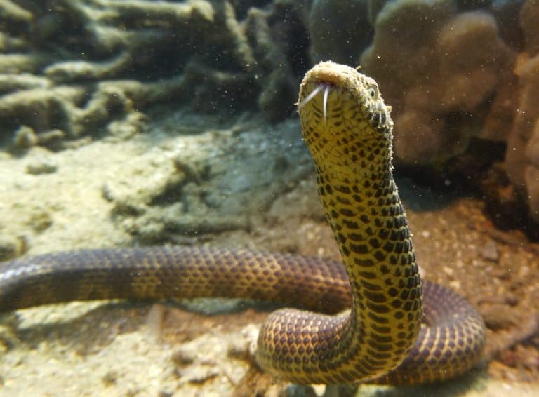 Dubois’ Sea Snake