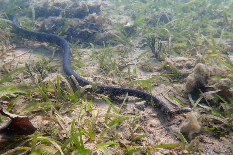 Dubois’ Sea Snake on ocean floor