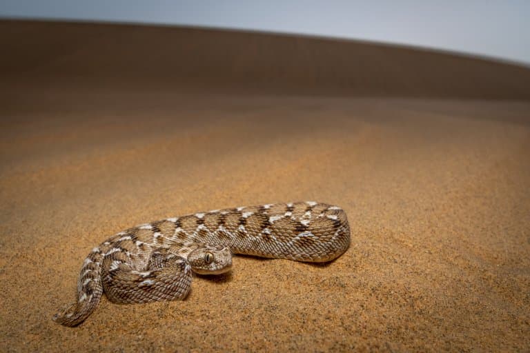 Saw-Scaled Viper on sand dune